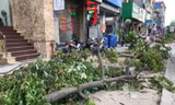 Hà Nội: Cây xanh vỉa hè bị đào, chặt như ‘đốn củi’