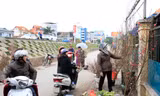 Trước đó, từ những ngày cuối tháng 12, tại chợ hoa Quảng An (Tây Hồ) và một số tuyến phố Hà Nội nhiều người đã bán đào.