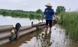 Hơn 19.000ha lúa – tôm ở Cà Mau bị ngập do mưa lớn