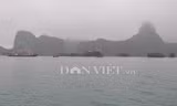 Du khách Anh tử nạn trên Vịnh Hạ Long