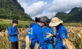 Thu hoạch ngô cho người dân.