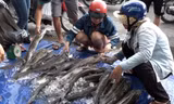 Đổ xô mua cá tầm giá rẻ trên vỉa hè Sài Gòn