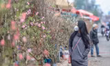 Người dân Hà Nội 'săn' đào cúng rằm tháng Giêng