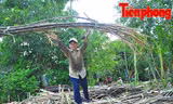 Hậu Giang: Dân trồng mía 'điêu đứng' vì nước lũ