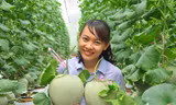 Mê mẩn vườn dưa lưới của nữ thạc sĩ 8X ở Vĩnh Long