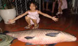 Một chú trắm đen khá lớn do câu được ở Hồ Tây. (Ảnh sưu tầm).