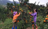 Phải mất 4 năm chăm bón cây cam mới cho quả và sau chu kỳ 15 năm lại thay giống 1 lần
