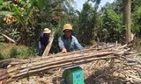 Thu hoạch mía ở Hậu Giang Ảnh: C.K 