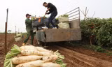 Củ cải trắng ở xã Tráng Việt được trồng theo chuẩn VietGap. Ảnh: Ngọc Thành