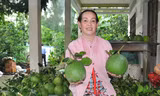 Bưởi ở Bến Tre được trồng với quy chuẩn, vùng quy quy hoạch riêng để xuất khẩu. Ảnh: Hòa Hội