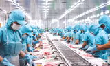 Sau khi lập kỷ lục gần 11 tỷ USD, xuất khẩu thủy sản đang lao dốc. Ảnh: ANV