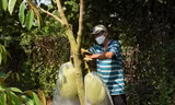 Nông dân ồ ạt trồng sầu riêng, mít, bơ, nhãn... ngành chức năng Bà Rịa-Vũng Tàu khuyến cáo 'nóng'
