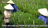 Làng hoa Tết tại TPHCM vào mùa, công nhân mất việc có nguồn thu mới