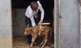 Bò mẹ sinh bê con 7 chân xôn xao Nghệ An
