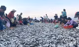 Quăng mẻ lưới 'trúng đậm' hàng tấn cá, ngư dân thu trên chục triệu đồng
