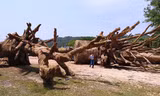 Làm rõ có hay không hành vi bao che cho xe chở cây 'khủng'