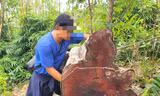 Vụ khu rừng ở suối Ia Díp bị phá: 124 cây bị đốn hạ