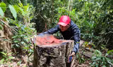 Hiện trường vụ khai thác lâm sản trái phép