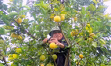 Người dân xã Minh Hợp, huyện Quỳ Hợp, Nghệ An chặt bỏ những gốc cam bị thoái hóa, nhiễm bệnh