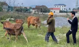 Vợ chồng lão nông nghèo được cư dân mạng tìm giúp đàn bò bị thất lạc nhiều ngày