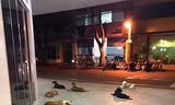 6 chú chó trung thành chạy theo chủ tới bệnh viện và nằm dài chờ đợi bên ngoài.