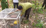Lực lượng chức năng thả 17 con kỳ đà vân về với tự nhiên