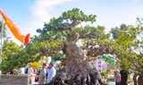 Hàng trăm gốc bonsai độc lạ quy tụ về phố huyện trung du Bình Định