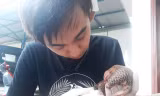 Cá thể tê tê vàng được tiếp nhận chăm sóc.
