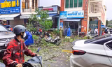 Cây xanh bật gốc đè trúng một người đi đường