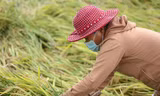 Lúa ngã rạp đồng, nông dân tranh thủ gặt sau đợt mưa lớn bất thường
