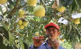 Hà Tĩnh tìm đầu ra cho bưởi Phúc Trạch