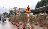 Ngày 30 Tết, đào quất vẫn ngập tràn, tiểu thương lo lỗ vốn