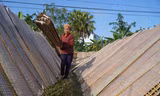 Tất bật ngày đêm làm bánh đa nem vụ Tết, kiếm tiền triệu mỗi ngày