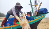 Ngư dân Hà Tĩnh vào mùa thu hoạch sứa biển, kiếm tiền triệu mỗi ngày