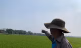 Đất nông thôn có giá khởi điểm 'trên trời': Ồ ạt bán khi chưa xong hạ tầng