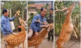 Thủ phủ nuôi hươu: Từ cắt nhung đặc sản tới du lịch trải nghiệm