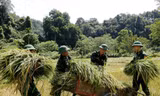 Bộ đội xuống đồng giúp dân gặt lúa 'chạy' bão