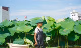 Làm giàu từ cây sen trên vùng đất trũng