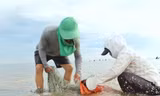 Ngư dân dầm mình giữa biển hàng giờ thu hoạch 'lộc trời'