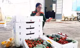 Tuồn dâu tây nghi xuất xứ trung Quốc vào Đà Lạt