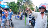 Rắn lục đuôi đỏ nhiều bất thường ở Đà Nẵng, Quảng Nam