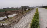 Hàng cây lâu năm trồng xâm phạm đê sông Đáy (địa phận tỉnh Ninh Bình).