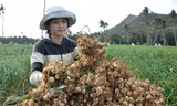 Nhà khoa học cảnh báo tỏi Lý Sơn bị tỏi voi Nhật Bản 'bóp chết'