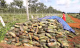 Hàng tấn bí xanh chất đống bị bỏ thối.