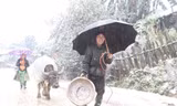 Đưa trâu đi tránh rét.