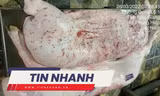 TIN NHANH: Heo bệnh tại cơ sở gia công cho C.P. Việt Nam vì sao lại có dấu được lưu thông?