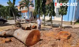 NÓNG 30/6: Vụ cưa bán nhiều cây gỗ trước khi sáp nhập: Phường làm trái quy định