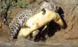 Báo đốm giết chết cá sấu Caiman.
