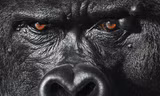  Một tác phẩm độc đáo của Tim Flach. Đôi mắt của chú khỉ đột trông rất có hồn 