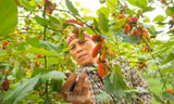 Dâu tằm vào mùa thu hoạch, chín đỏ vùng ven ngoại thành Hà Nội